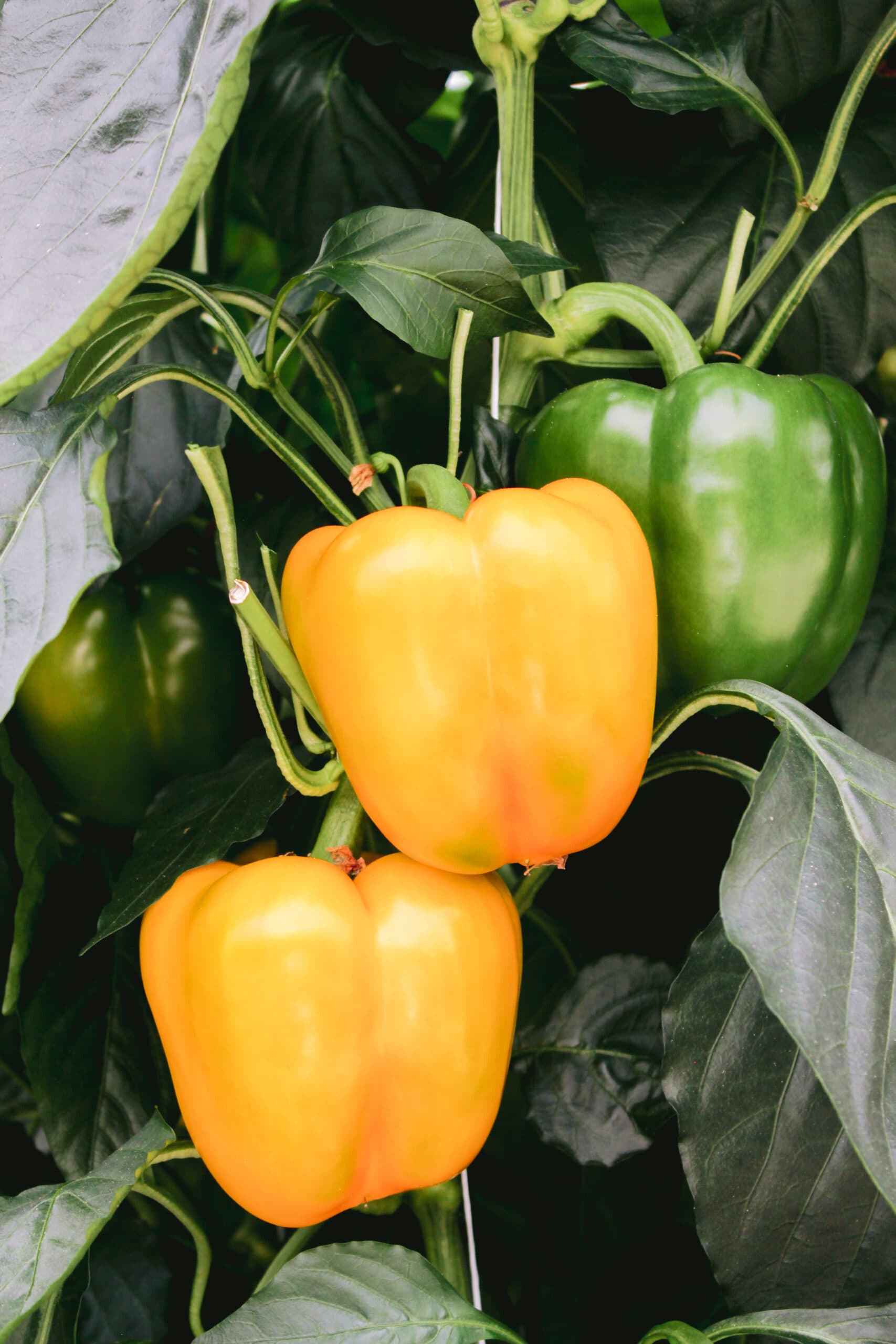 Pimientos amarillos y verdes en la planta, en un invernadero de MB Greenhouses