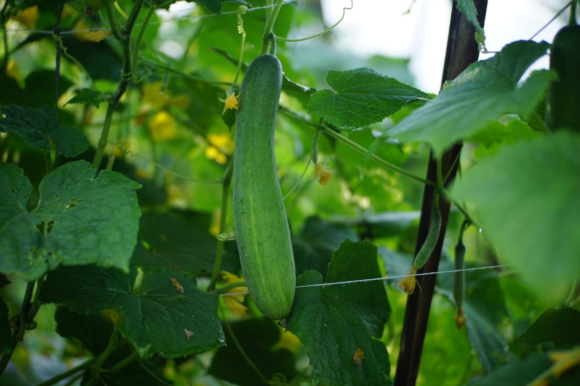 Pepino largo colgando de la planta en un invernadero