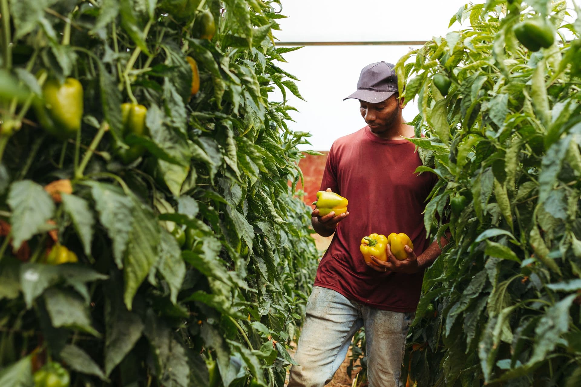 Trabajador cosechando pimientos amarillos entre plantas altas de invernadero